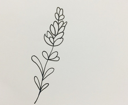 薰衣草简笔画步骤图解 中级简笔画教程-第4张