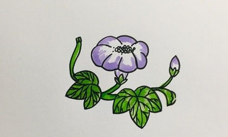 牵牛花怎么画简笔画又漂亮 中级简笔画教程-第1张