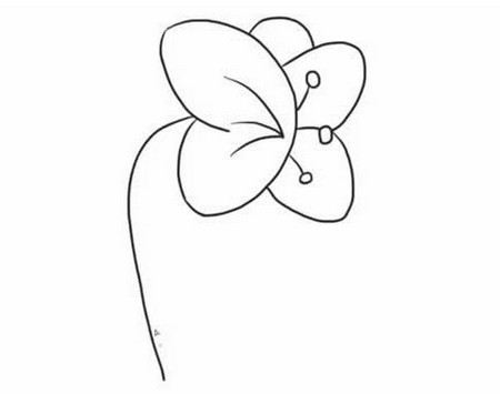 蝴蝶兰花朵线描画图片 中级简笔画教程-第7张