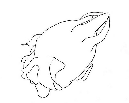 火龙果简笔画怎么画 中级简笔画教程-第4张