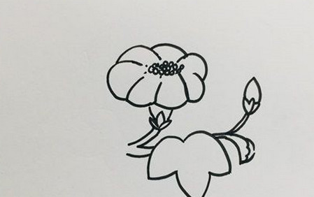 牵牛花怎么画简笔画又漂亮 中级简笔画教程-第3张