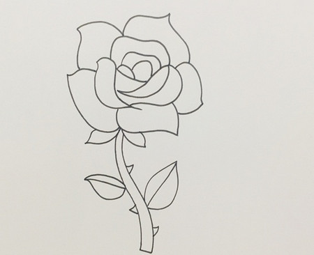 盛开玫瑰花的画法步骤图解 中级简笔画教程-第4张