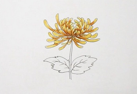 精美的菊花简笔画步骤图解 植物-第4张