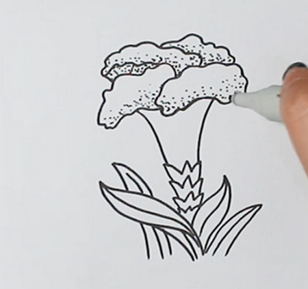 鸡冠花怎么画 简单图片