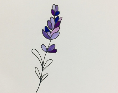 薰衣草简笔画步骤图解 中级简笔画教程-第5张