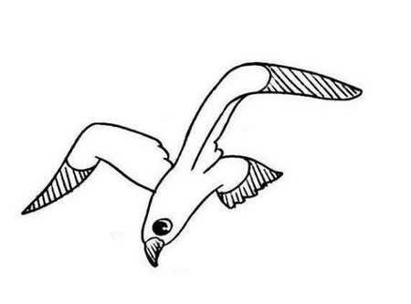 海鸥的爪子怎么画图片