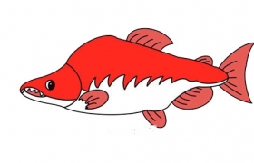 大马哈鱼简笔画画法图片