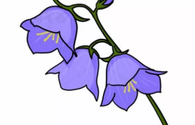 风铃草简笔画步骤图,漂亮的花朵儿童画